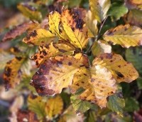 Fagus sylvatica 'Atropunicea' - Rode beuk - 3