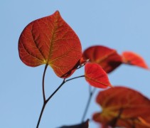 Cercis canadensis 'Ruby Fall's '
