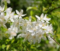 Malus Toringo