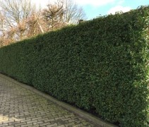 Prunus lusitanica 'Augustifolia'