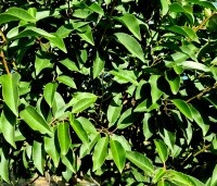 Prunus lusitanica 'Angustifolia' - Portugese laurier - 1