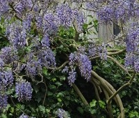 Wisteria sinensis 'Prolific' - Blauwe Regen - 1