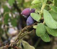 Lonicera caerulea 'Kamtschatica' - Honingbes 'Kamtschatica' - 4