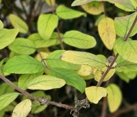 Lonicera caerulea 'Kamtschatica' - Honingbes 'Kamtschatica' - 3