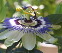 De blauwe passiebloem is een bijzondere bloeiende klimplant