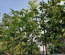 Juglans regia 'Nr.16'