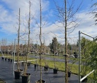 Larix kaempferi 'Diana' - Japanse kronkel Lariks - 1