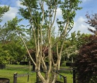 Heptacodium miconioides - Zevenzonenboom - 2