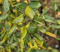 Viburnum Burkwoodii - Sneeuwbal Burkwoodii - herfst