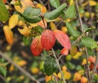 Viburnum Burkwoodii - Sneeuwbal Burkwoodii - herfst