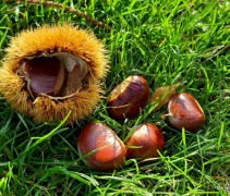 Castanea sativa 'Lyon'