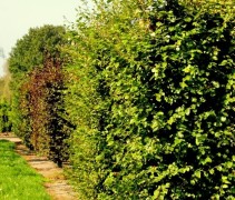 Fagus sylvatica blokvorm