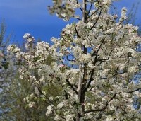 Malus 'Red Sentinel' - Sierappel - 1