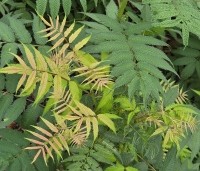 Sorbaria sorbifolia 'Sem' - Lijsterbessprirea 'Sem' - 3