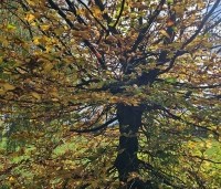 Carpinus betulus - Haagbeuk - 5