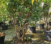 Arbutus unedo - Aardbeiboom - 7