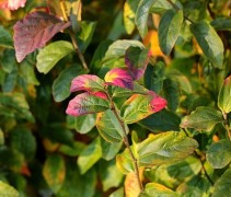 Parrotia persica 'Persian Spire'