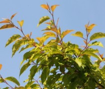 Prunus subhirtella autumnalis blad