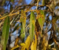 Salix sepulcralis 'Chrysocoma' - Treurwilg - 1