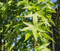 Liquidambar styraciflua 'Worplesdon' - Amberboom - 2