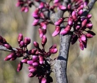 Cercis canadensis 'Forest Pansy' - Amerikaanse judasboom - 1