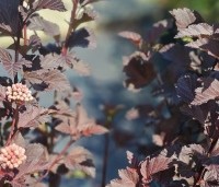 Physocarpus opulifolius 'Diabolo' - Blaasspiraea 'Diabolo' - 4