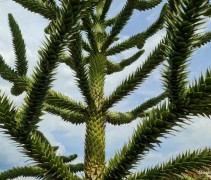 Araucaria Slangeden