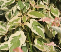 Cornus controversa Variegata