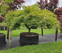 Acer palmatum 'Dissectum' - Japanse esdoorn 'Dissectum' - 1