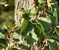 Alnus glutinosa - Zwarte Els - herfstblad eind oktober