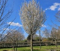 Prunus 'Umineko' - Prunus umineko - 4