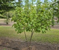 Acer rubrum 'October Glory' - Amerikaanse esdoorn - 1