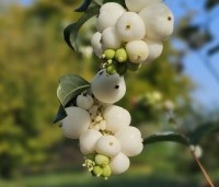 Symphoricarpos doorenbosii 'White Hedge' - Sneeuwbes  'White Hedge' - 1