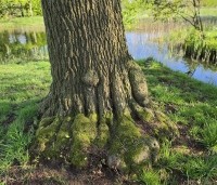 Alnus glutinosa - Zwarte Els - 2