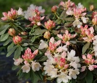 Rododendron yakushimanum 'Golden Torch' - Rododendron 'Golden Torch' - 5 mei 2024