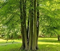 Tilia cordata - Winterlinde - 7