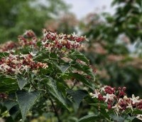 Clerodendrum trichotomum fargesii - Clerodendrum trichotomum  - 1