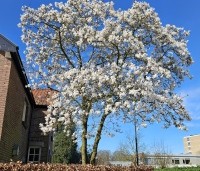 Magnolia Kobus - Beverboom - 1