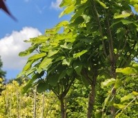 Catalpa bignonioides 'Nana' - Bolcatalpa - 4