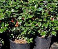 Ilex meserveae 'Heckenfee' - Hulst 'Heckenfee' - 1