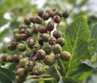 Sorbus intermedia - Lijsterbes - 1