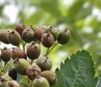 Sorbus intermedia - Lijsterbes - juli