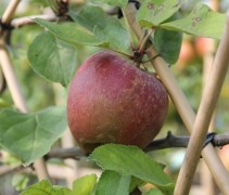 Malus domestica 'Rode Boskoop'  rode goudreinette