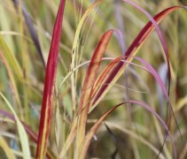 Panicum 'Shenandoah'