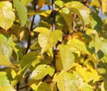 Sierappel Evereste herfst blad