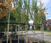 Amelanchier canandensis 'October Flame' - Zuilvormige krentenboompje met rood herfstblad - zuilvormige kroon