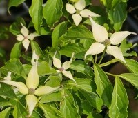 Cornus kousa 'Bultinck 's Giant Flowers' - Japanse grootbloemige kornoelje 'Bultinck 's Giant - 1