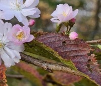 Prunus x subhirtella 'Autumnalis Rosea' - Winterkers - 1
