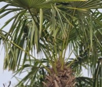 Trachycarpus fortunei  (Chamaerops Excelsa) - Chinese waaierpalm, Windmolenpalm, Henneppalm - 2