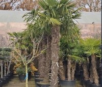 Trachycarpus fortunei  (Chamaerops Excelsa) - Chinese waaierpalm, Windmolenpalm, Henneppalm - 1
